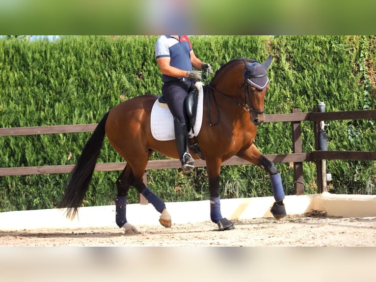 Oldenbourg Étalon 7 Ans 165 cm Bai cerise in NAVAS DEL MADRONO