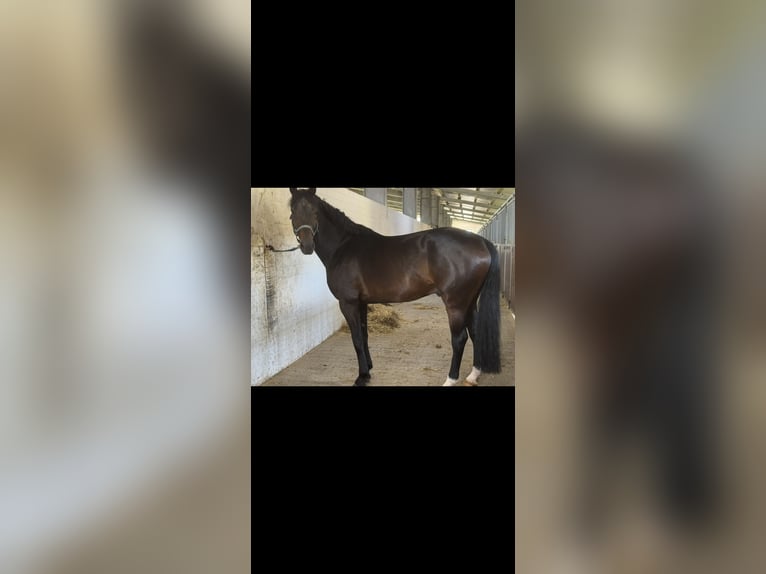 Oldenbourg Étalon 7 Ans 170 cm Bai in Greven