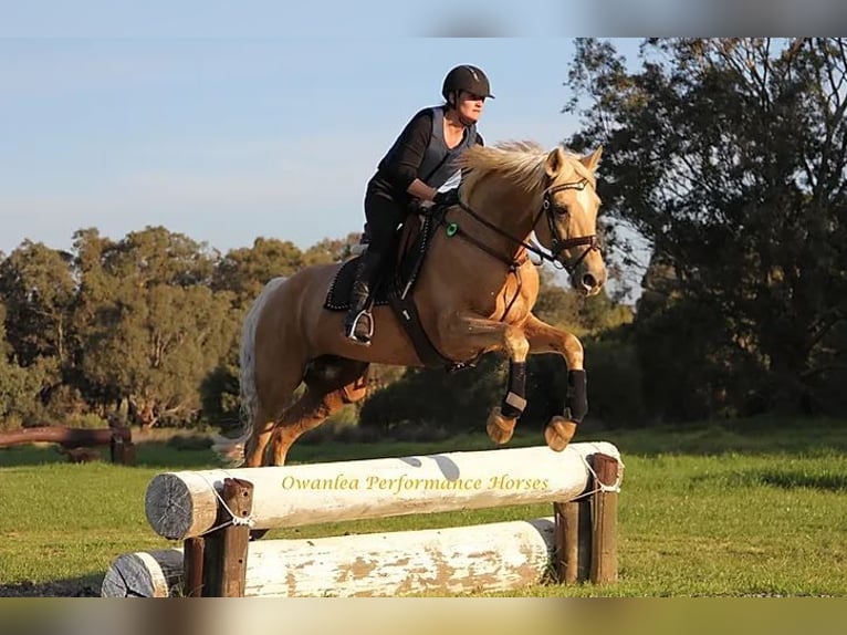 Oldenbourg Étalon 7 Ans 172 cm Palomino in Beaumont pied-de-boeuf