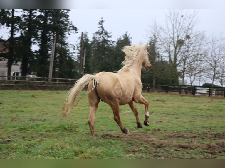 Oldenbourg Étalon 7 Ans 172 cm Palomino in Beaumont pied-de-boeuf