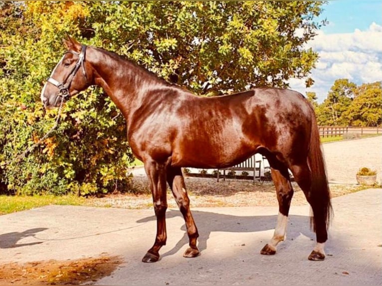 Oldenbourg Étalon 8 Ans 173 cm Alezan brûlé in Newbury