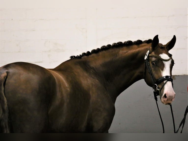 Oldenbourg Étalon 8 Ans 174 cm Alezan brûlé in Visbek