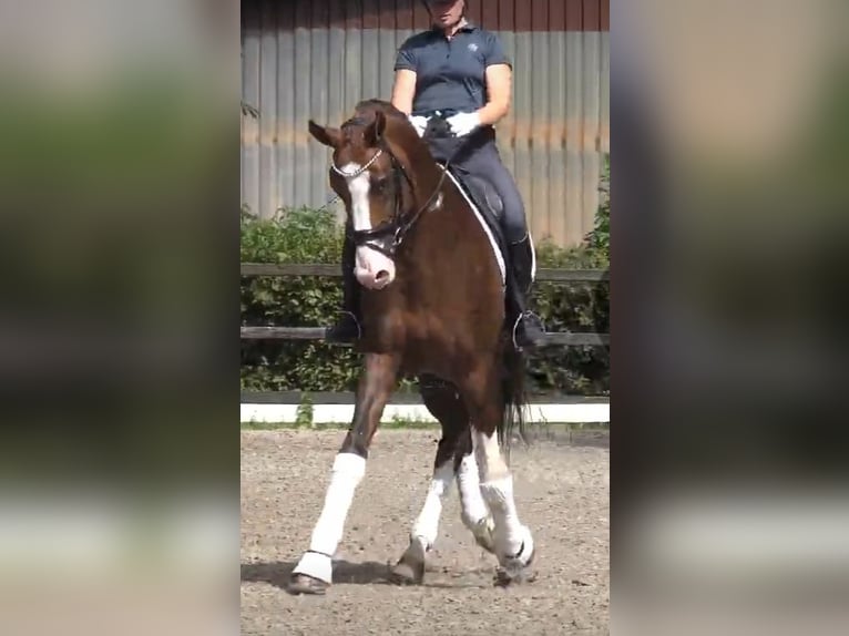 Oldenbourg Étalon 8 Ans 174 cm Alezan brûlé in Visbek