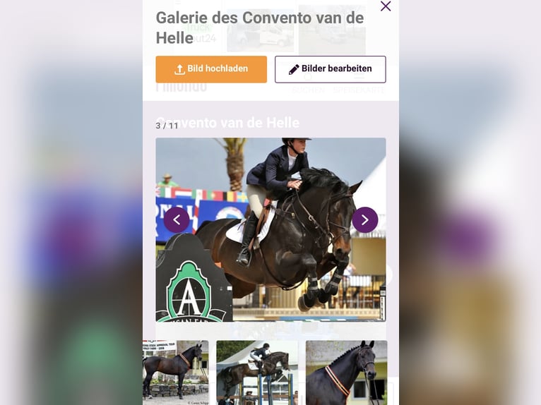 Oldenbourg Étalon Alezan in Moritzburg