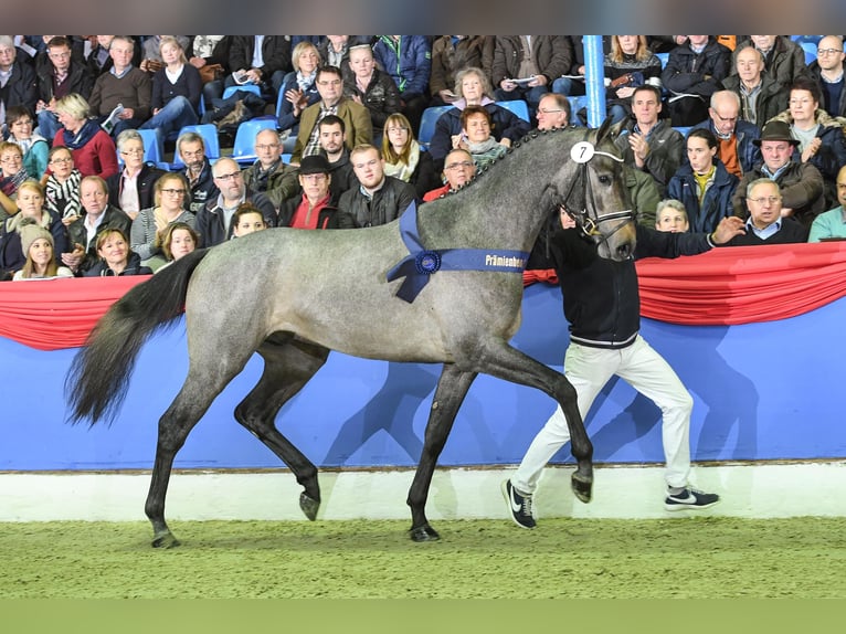 Oldenbourg Étalon in Celle