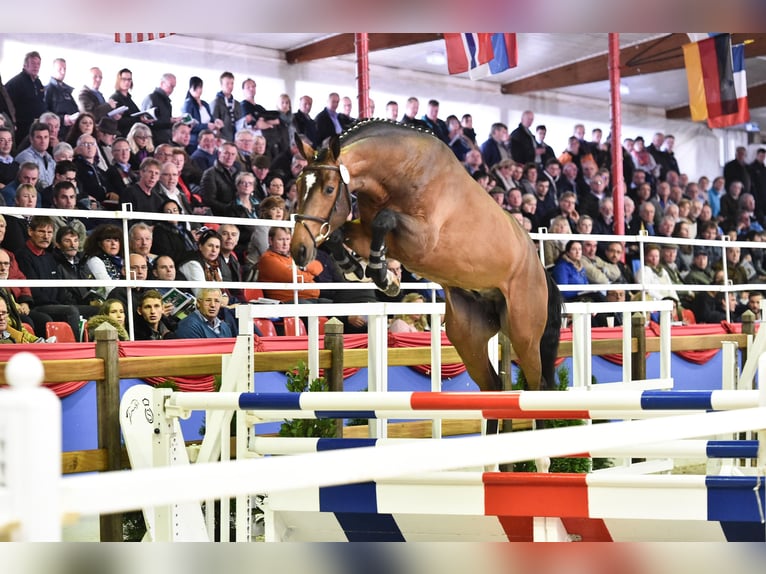 Oldenbourg Étalon in Celle