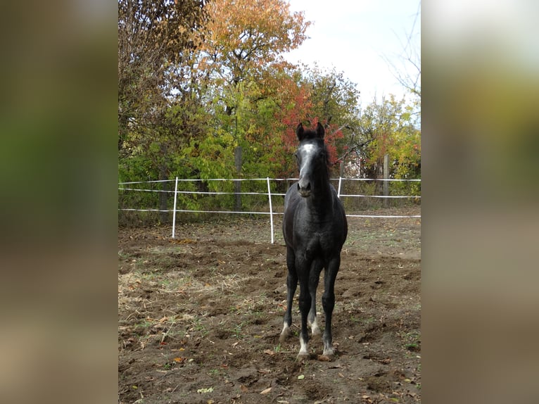 Oldenbourg Étalon Poulain (04/2025) 140 cm Gris in &#xDC;ll&#x151;