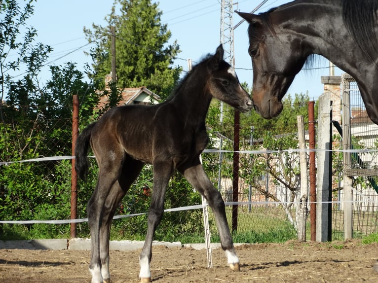 Oldenbourg Étalon Poulain (04/2025) 140 cm Gris in Üllő