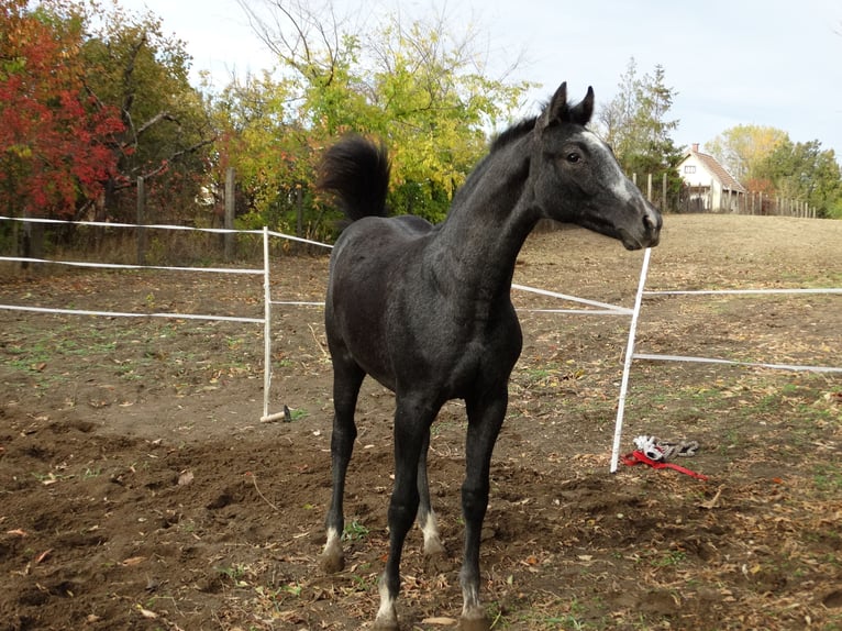 Oldenbourg Étalon Poulain (04/2025) 140 cm Gris in &#xDC;ll&#x151;