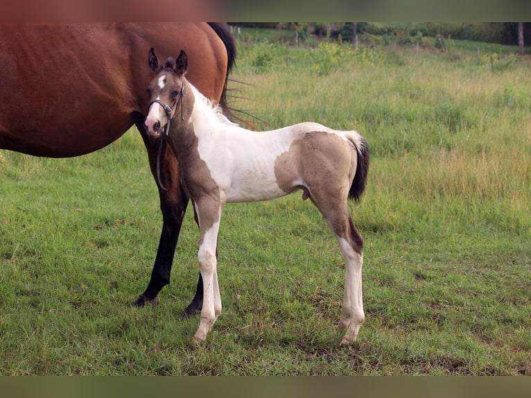 Oldenbourg Étalon Poulain (01/2026) 163 cm Pinto in Kipling sask