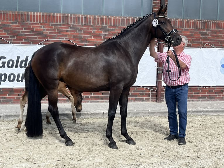 Oldenbourg Étalon Poulain (04/2025) 165 cm Bai brun in Wardenburg