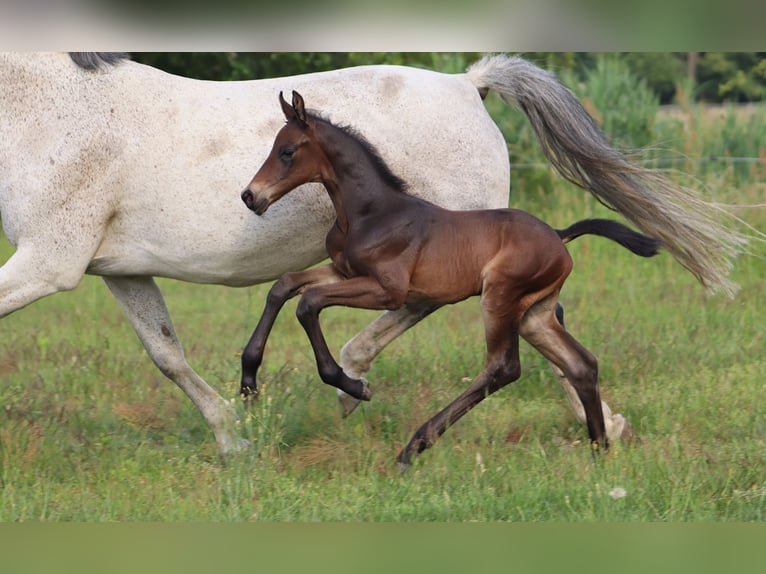 Oldenbourg Étalon Poulain (06/2024) 165 cm Peut devenir gris in Ludwigsfelde