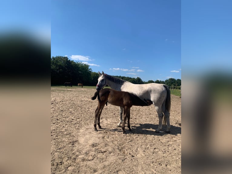 Oldenbourg Étalon Poulain (06/2024) 165 cm Peut devenir gris in Ludwigsfelde