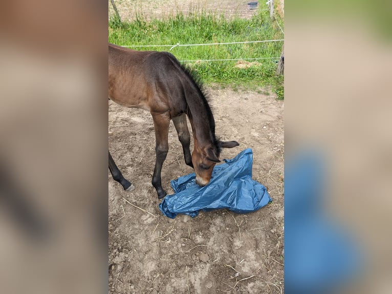 Oldenbourg Étalon Poulain (06/2024) 165 cm Peut devenir gris in Ludwigsfelde