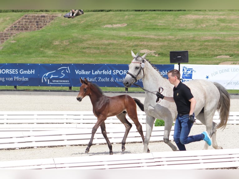 Oldenbourg Étalon Poulain (06/2024) 165 cm Peut devenir gris in Ludwigsfelde