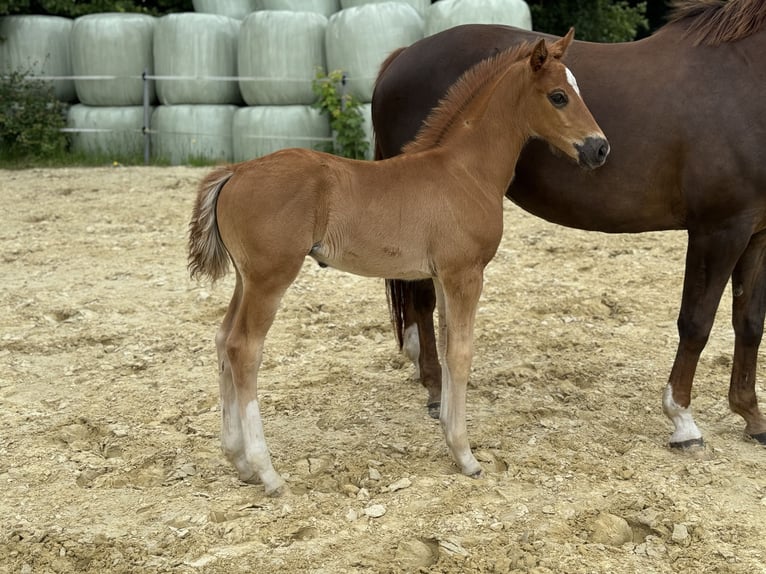 Oldenbourg Étalon Poulain (04/2024) 166 cm Alezan brûlé in Neuenkirchen