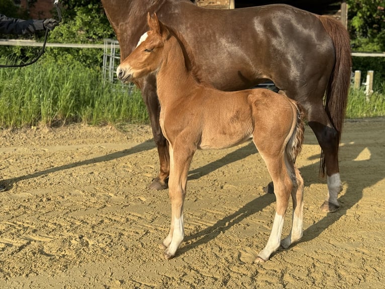 Oldenbourg Étalon Poulain (04/2024) 166 cm Alezan brûlé in Neuenkirchen