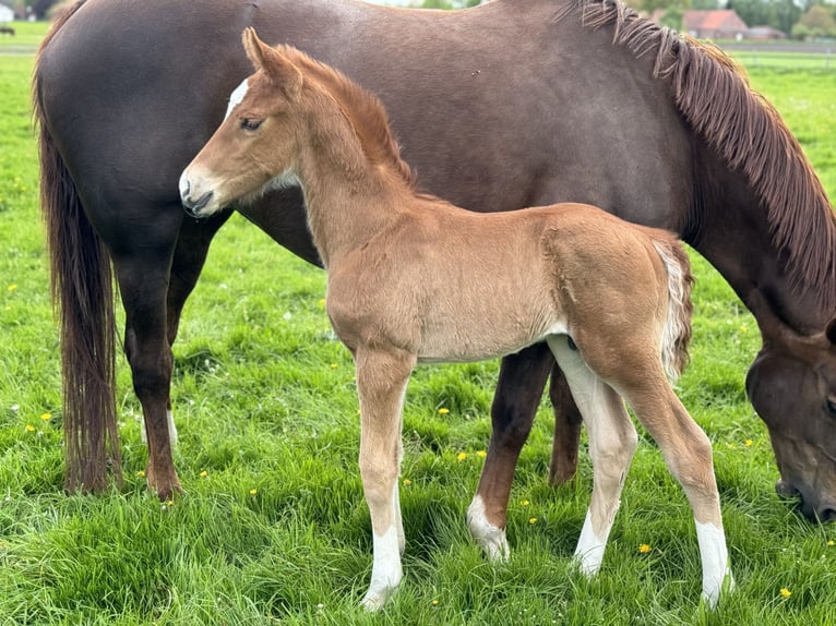 Oldenbourg Étalon Poulain (04/2024) 166 cm Alezan brûlé in Neuenkirchen