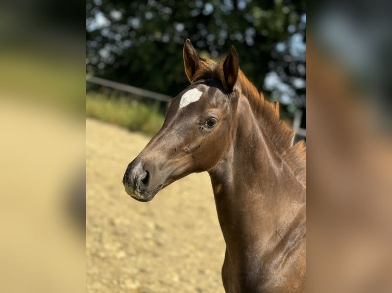 Oldenbourg Étalon Poulain (04/2024) 166 cm Alezan brûlé in Neuenkirchen