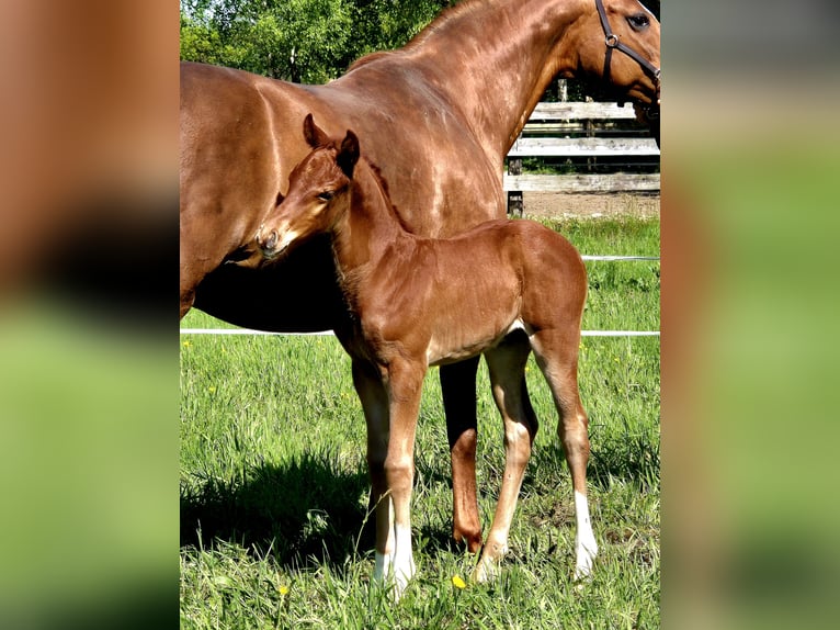 Oldenbourg Étalon Poulain (04/2024) 167 cm Alezan brûlé in Westerstede