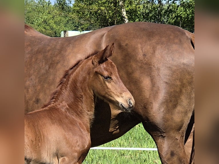 Oldenbourg Étalon Poulain (04/2024) 167 cm Alezan brûlé in Westerstede