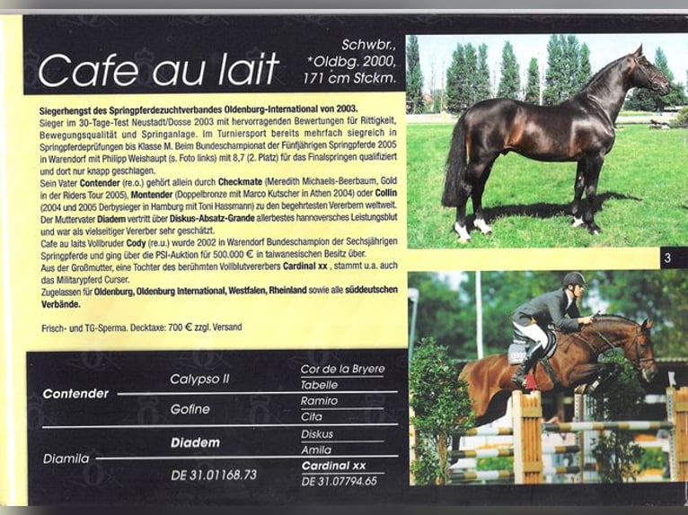 Oldenbourg Étalon  167 cm Bai brun in Bramsche