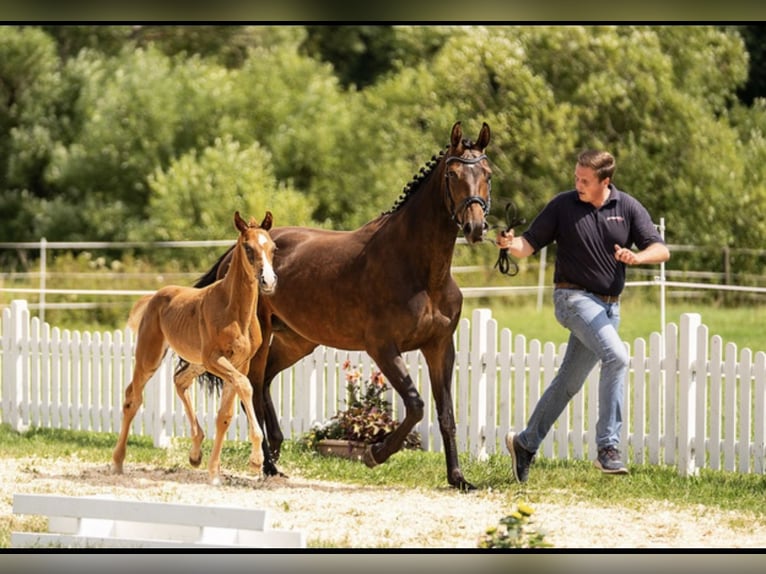 Oldenbourg Étalon Poulain (05/2025) 168 cm Alezan brûlé in Helmsdorf