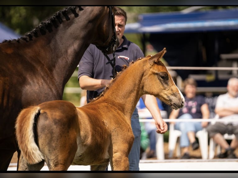 Oldenbourg Étalon Poulain (05/2025) 168 cm Alezan brûlé in Helmsdorf