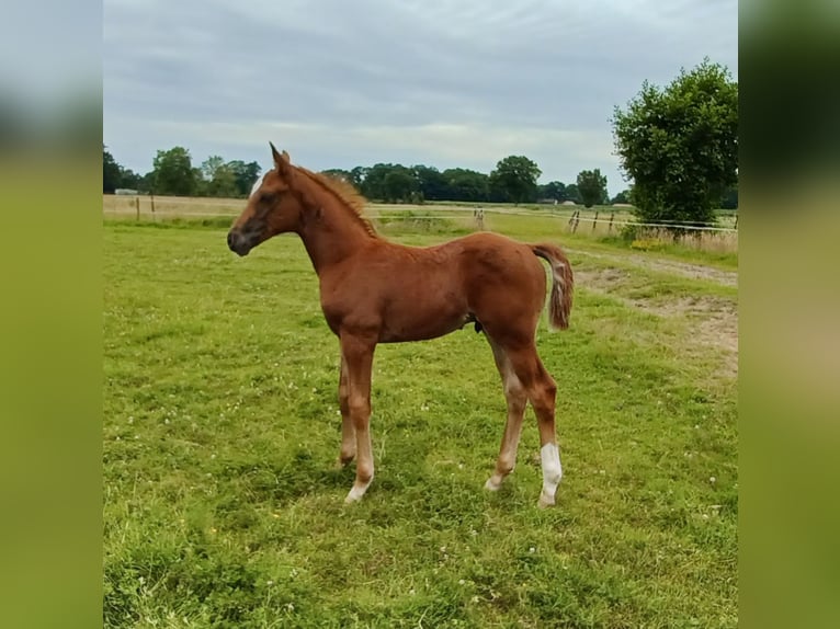 Oldenbourg Étalon  168 cm Alezan brûlé in Hude (Oldenburg)