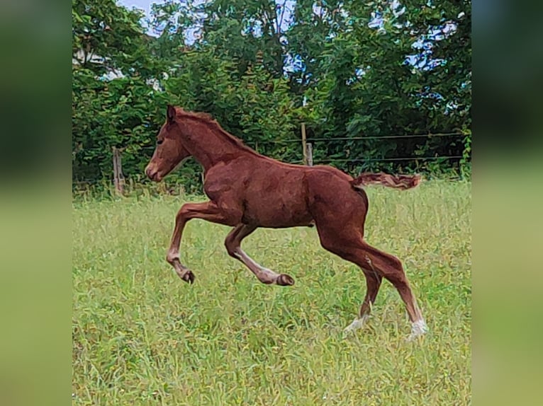 Oldenbourg Étalon Poulain (05/2024) 168 cm Alezan in Wiesloch