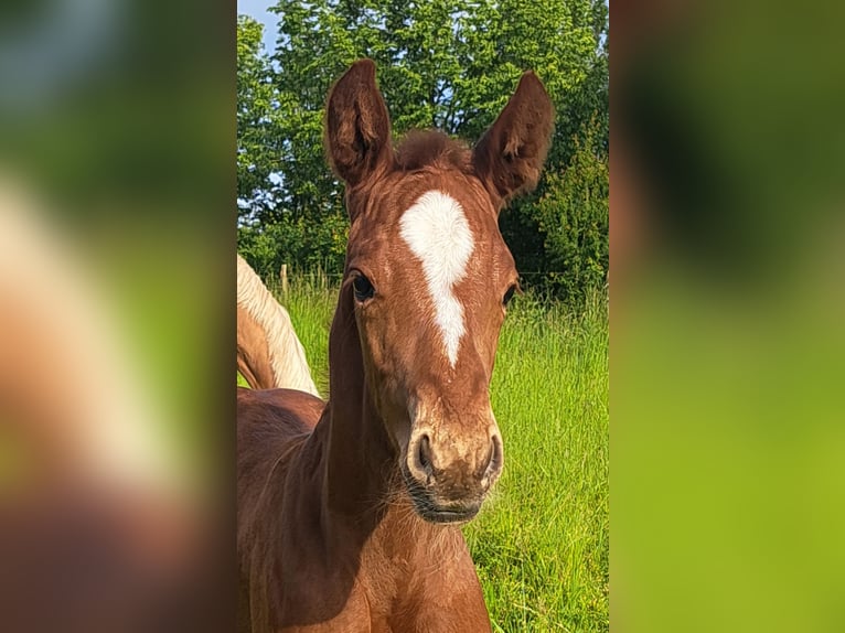 Oldenbourg Étalon Poulain (05/2024) 168 cm Alezan in Wiesloch