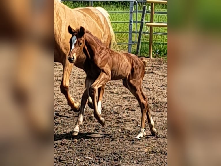 Oldenbourg Étalon Poulain (05/2024) 168 cm Alezan in Wiesloch