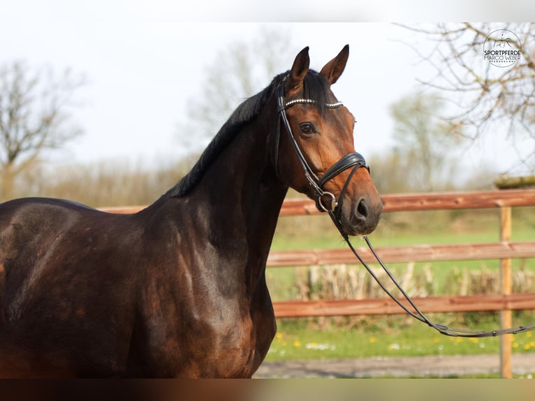 Oldenbourg Étalon Poulain (02/2026) 168 cm Bai brun in Blunk