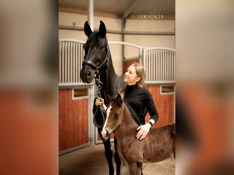 Oldenbourg Étalon Poulain (04/2026) 168 cm Bai brun in Sondershausen