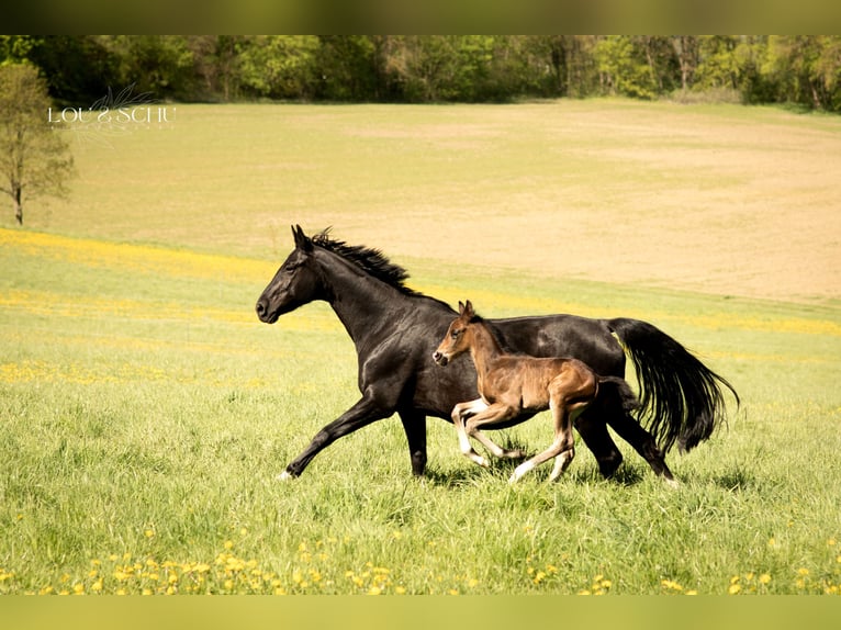 Oldenbourg Étalon Poulain (04/2026) 168 cm Bai brun in Sondershausen