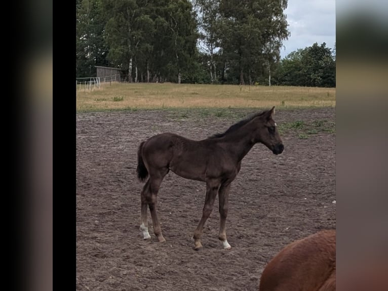 Oldenbourg Étalon Poulain (04/2026) 168 cm Bai brun foncé in Steimbke