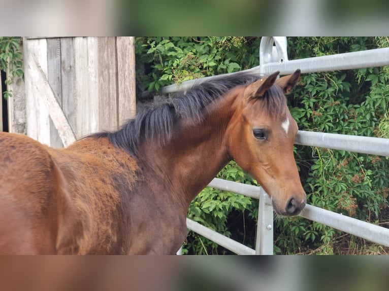 Oldenbourg Étalon Poulain (03/2025) 168 cm Bai in Burgebrach