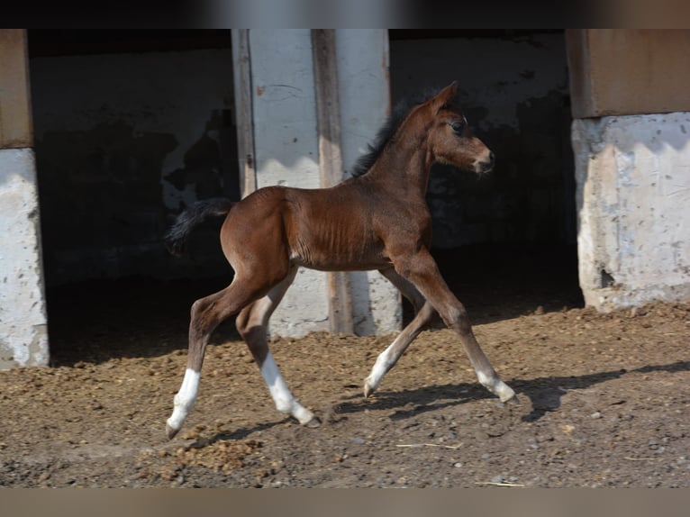 Oldenbourg Étalon Poulain (03/2025) 168 cm Bai in Burgebrach