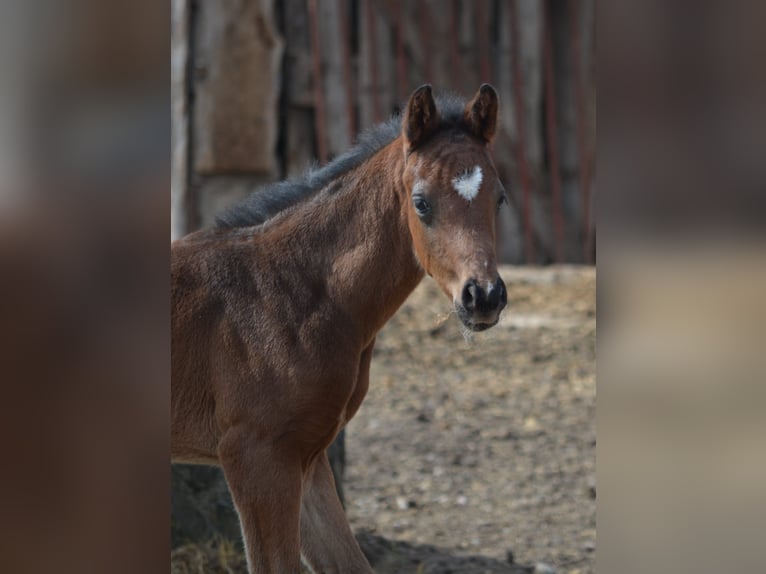 Oldenbourg Étalon Poulain (03/2025) 168 cm Bai in Burgebrach