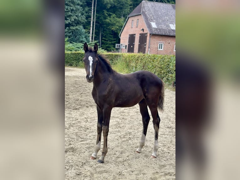 Oldenbourg Étalon Poulain (05/2025) 168 cm Noir in D&#xF6;tlingen