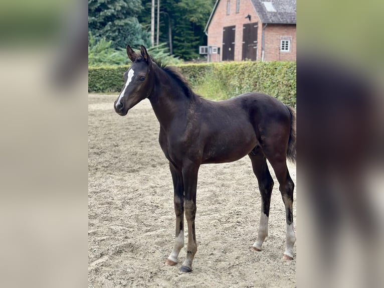 Oldenbourg Étalon Poulain (05/2025) 168 cm Noir in D&#xF6;tlingen
