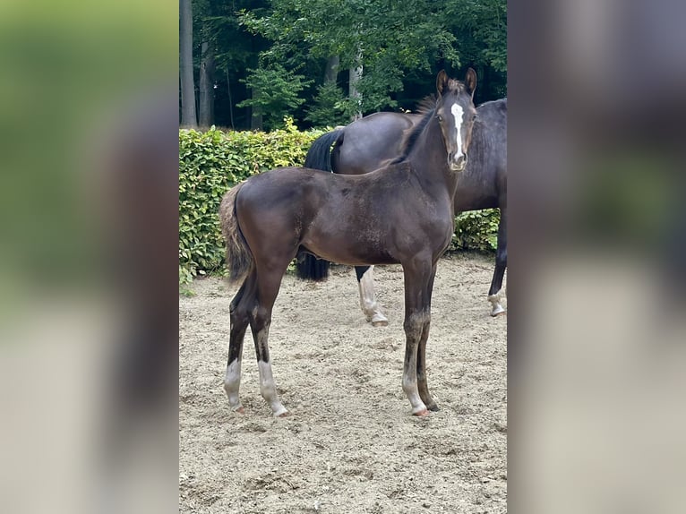 Oldenbourg Étalon Poulain (05/2025) 168 cm Noir in D&#xF6;tlingen