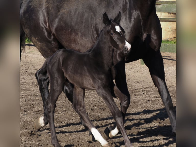 Oldenbourg Étalon Poulain (09/2024) 168 cm Noir in Bramsche