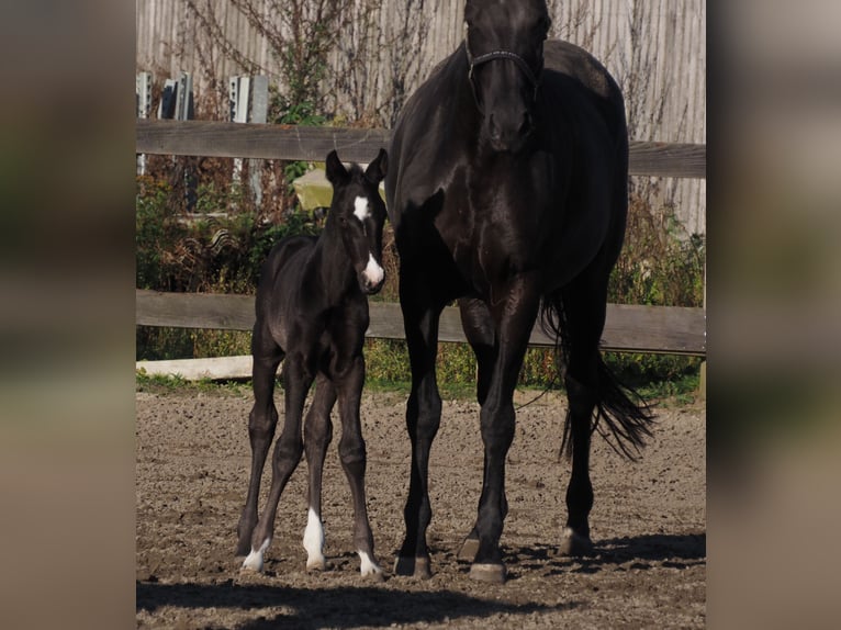 Oldenbourg Étalon Poulain (09/2024) 168 cm Noir in Bramsche