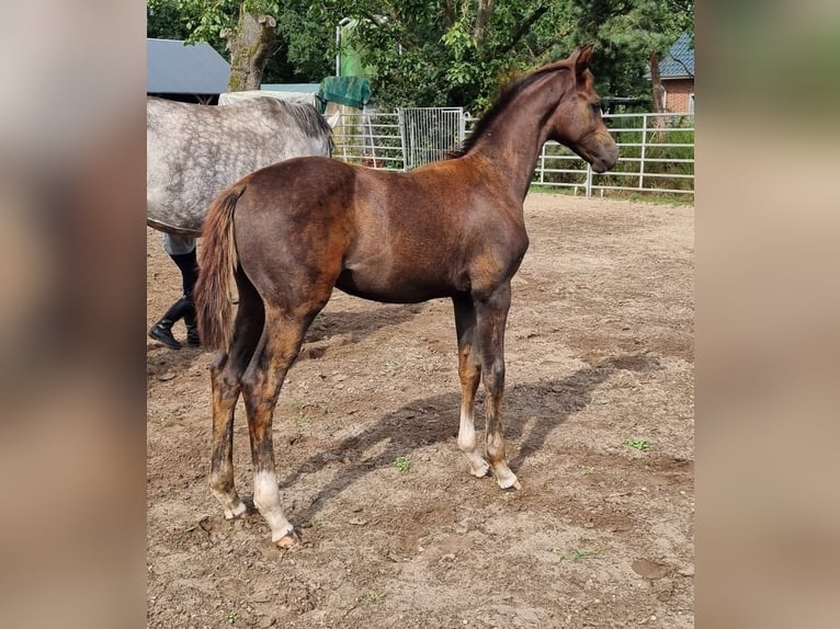 Oldenbourg Étalon Poulain (04/2024) 168 cm Peut devenir gris in Eydelstedt