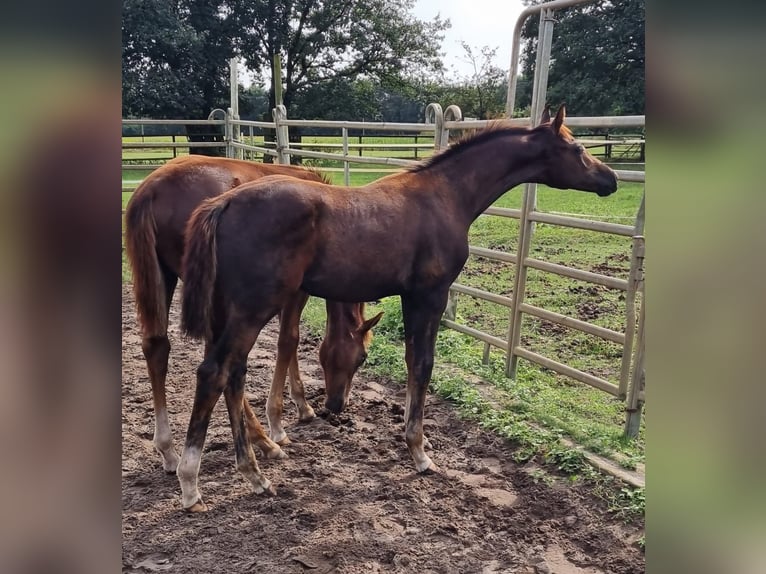 Oldenbourg Étalon Poulain (04/2024) 168 cm Peut devenir gris in Eydelstedt