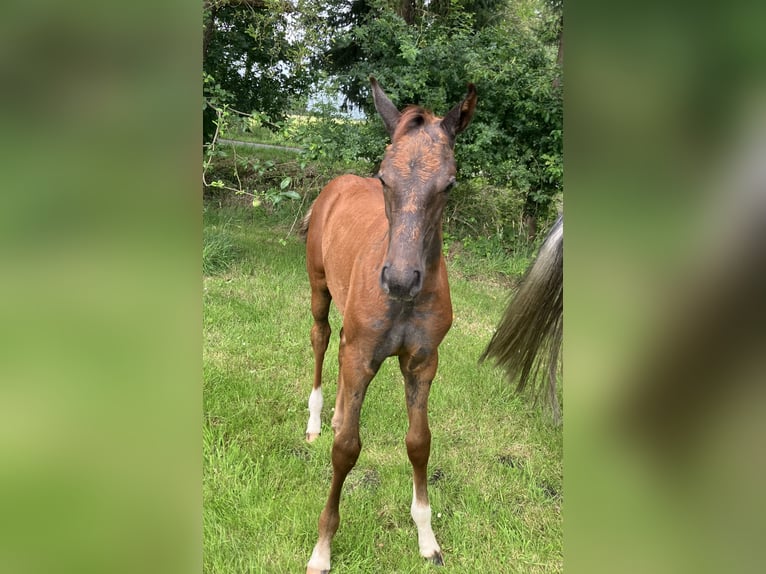 Oldenbourg Étalon Poulain (04/2024) 168 cm Peut devenir gris in Eydelstedt