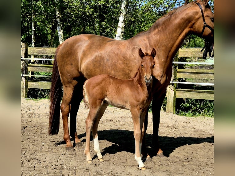 Oldenbourg Étalon Poulain (04/2024) 169 cm Alezan brûlé in Westerstede