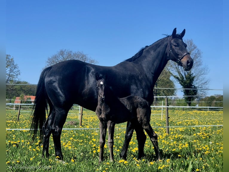 Oldenbourg Étalon Poulain (04/2026) 169 cm Noir in Westerstede