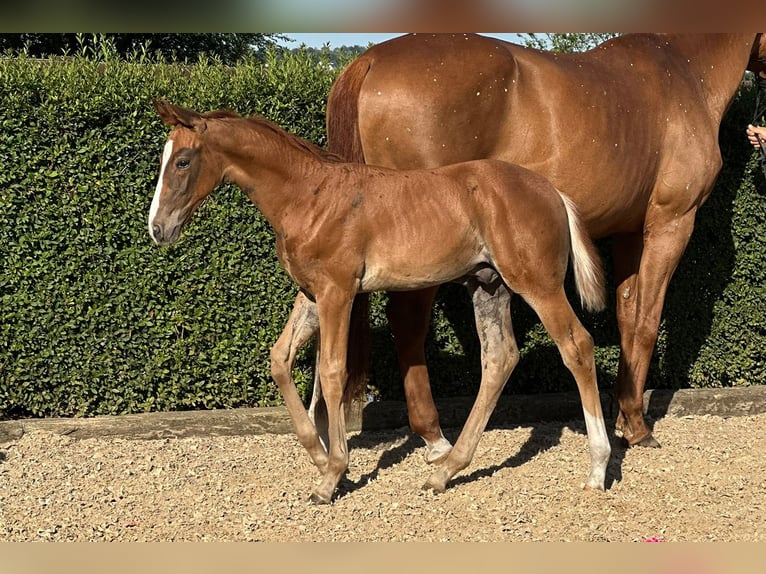 Oldenbourg Étalon Poulain (06/2025) 170 cm Alezan brûlé in Buk